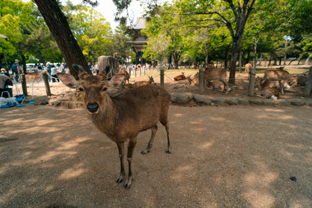 Deer animal in Nara Japan. High quality photoの写真素材