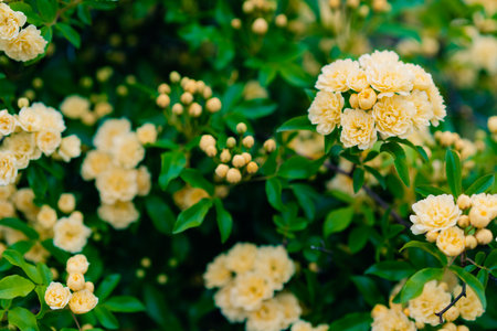 Banksia rose blossoms. Rosaceae evergreen vine shrub native to Japan. High quality photoの写真素材