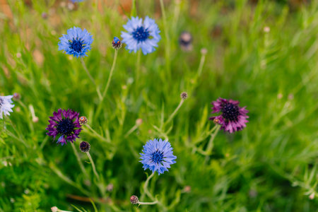 Centaurea cyanus, commonly known as cornflower in Japan. High quality photo