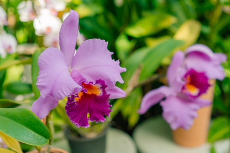 Beautiful flower of arundina graminifolia in the garden in japan. High quality photoの写真素材