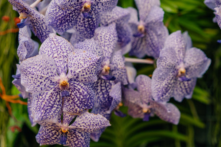 Blue orchid or autumn lady tresses, Vanda coerulea flower in Japan. High quality photo