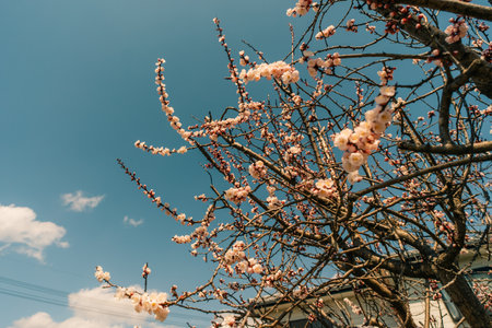 Sakura begins to bloom on the island of Shikoku, Japan. High quality photo