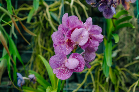 Blue orchid or autumn lady tresses, Vanda coerulea flower in Japan. High quality photo