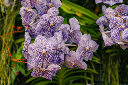Blue orchid or autumn lady tresses, Vanda coerulea flower in Japan. High quality photo