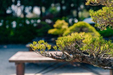 Japanese White Beech Bonsai Tree, Fagus crenata Outdoor in a Garden. High quality photoの写真素材