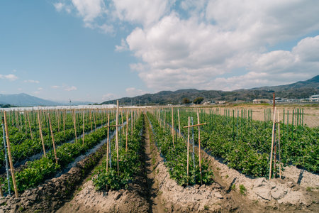 farm fields on the island of Shikoku, Japan. High quality photoの写真素材