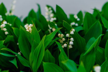 The garden is home to the charming Lily of the valley. High quality photo