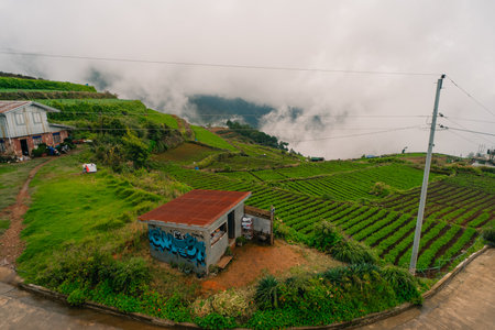 High lush green scene of agricultural fields. High quality photoの写真素材