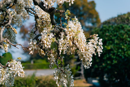 In the spring, white acacia blossoms in the wild. High quality photoの写真素材