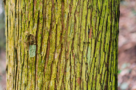 Western Red Cedar,Thuja plicata bark. High quality photo