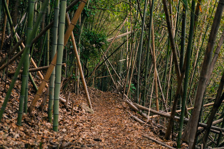 shikoku, japan - 3 August 2025 A narrow path with green bamboo trees on both sides. High quality photoの写真素材
