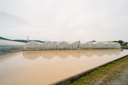 Greenhouse in rice fields on Shikoku Island, Japan. High quality photoの写真素材