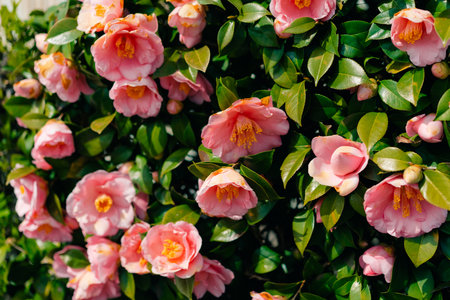 Pink Camellia japonica Spring Festival flowers. Camellia bloom on Bush in the garden. High quality...