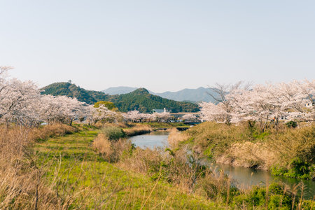 Cherry blossoms on Shikoku Island, Japan. High quality photoの写真素材