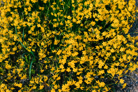 Coreopsis verticillata Zagreb, whorled tickseed with yellow blossoms. High quality photo