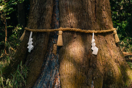 Sacred tree, wrapped with symbolic shimenawa rope. High quality photoの写真素材
