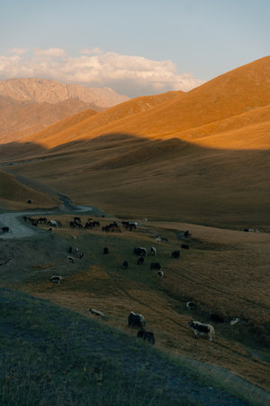 Cattle in the valley Naryn province, Kyrgyzstan. High quality photo
