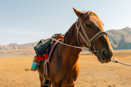 Kurumduk valley, Naryn province, Kyrgyzstan, Central Asia.の写真素材
