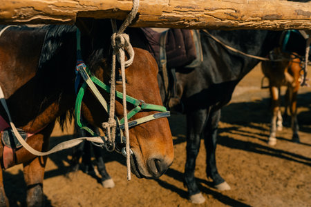 Kurumduk valley, Naryn province, Kyrgyzstan, Central Asia.の写真素材