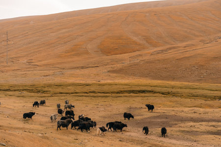 Yaks in the valley Naryn province, Kyrgyzstan.の写真素材