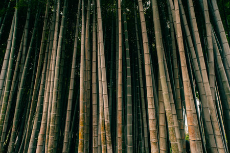Bamboo forest in the Batumi Botanical Garden, Georgia. High quality photo