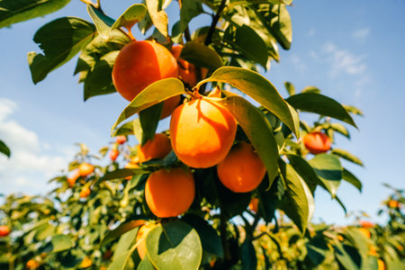 persimmon treen and fruit in the fall month at harvest time in Spain. High quality photo