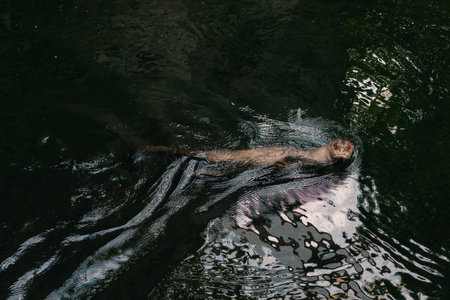 Brazilian otter in the water hunting peranha at the Leipzig Zoo, Germany. High quality photoの写真素材