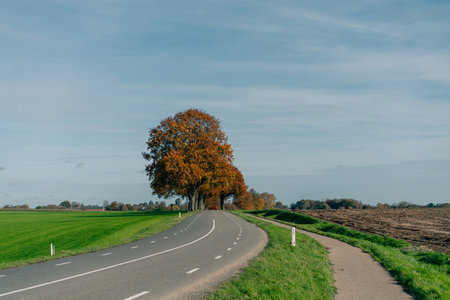 Beautiful road along fields with yellow trees and hiking trail in autumn in the Netherlands. High quality photoの写真素材
