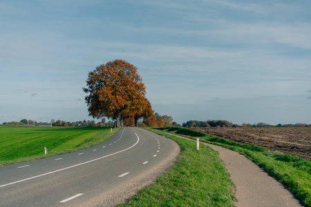 Beautiful road along fields with yellow trees and hiking trail in autumn in the Netherlands. High quality photoの写真素材