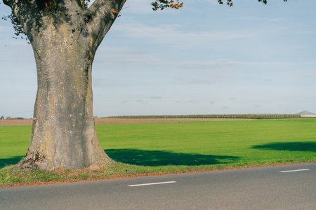 Beautiful road along fields with yellow trees and hiking trail in autumn. High quality photoの写真素材