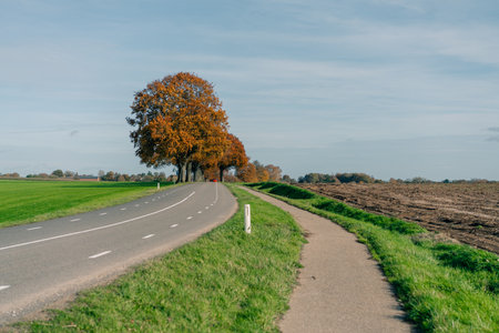 Beautiful road along fields with yellow trees and hiking trail in autumn in the Netherlands. High quality photoの写真素材