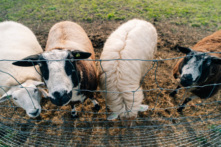 Closeup of brown sheep behind metal fencing outdoor at sunset in The Netherlands. High quality photoの写真素材