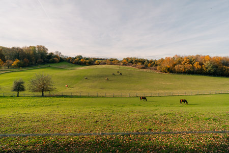 Horses grazing in a grassy field in the countryside of the Netherlands. High quality photoの写真素材