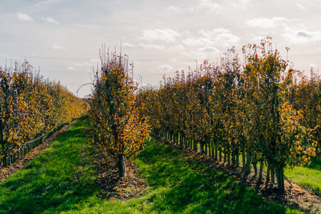 Rows of flowering pear trees in the Netherlands. High quality photoの写真素材