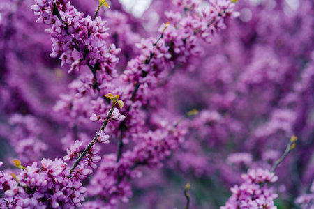 Cercis siliquastrum L. Known as Judas tree. Beautiful flowering branches of a cercis tree with pink,...