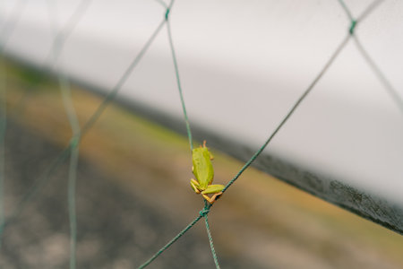 High quality photoの写真素材