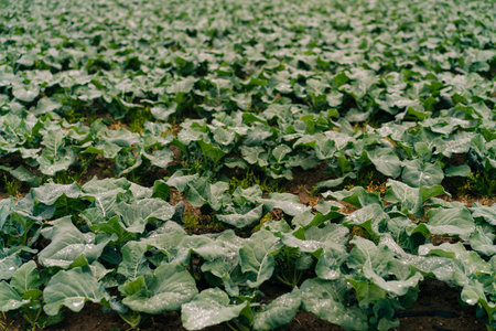 Shikoku, Japan - August 3, 2025 A field planted with cabbage. Large green leaves cover the entire area of the field. High quality photoの写真素材