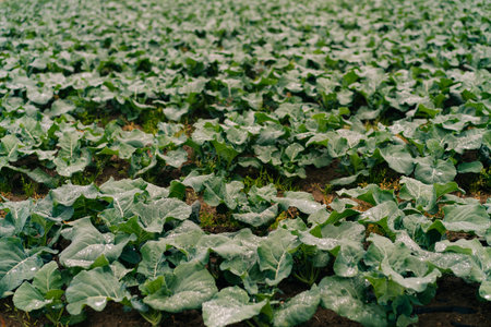 Shikoku, Japan - August 3, 2025 A field planted with cabbage. Large green leaves cover the entire...