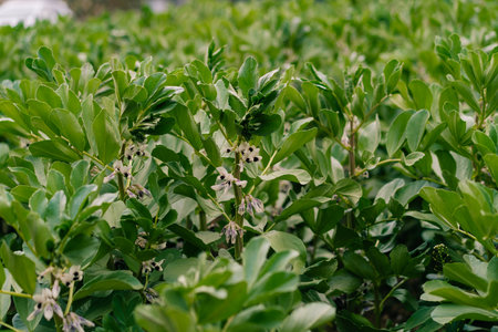 Broad beans (Vicia faba) growing in the field. High quality photo