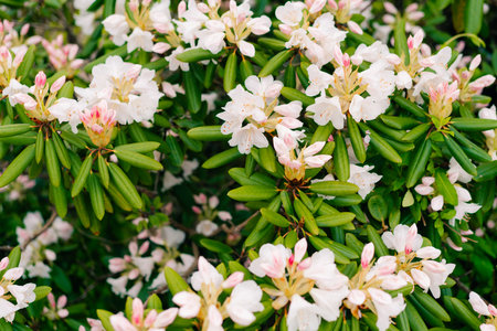 Opening of beautiful white flower of Rhododendron Cunningham's White in spring garden. Gardening...