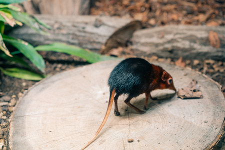 Black and rufous elephant shrew, Rhynchocyon petersi in leipzig zoo, germany. High quality photo