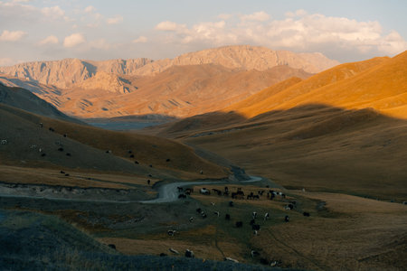 Yaks in the valley Naryn province, Kyrgyzstan. High quality photoの写真素材