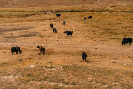 Yaks in the valley Naryn province, Kyrgyzstan. High quality photoの写真素材