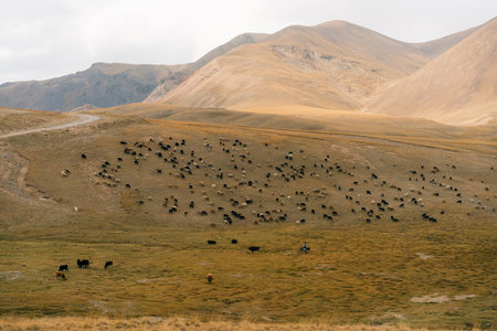 Herd of yaks on Son kol lake Kyrgyzstan . High quality photoの写真素材