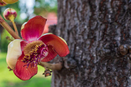 a mango tree in the garden of thailandの写真素材