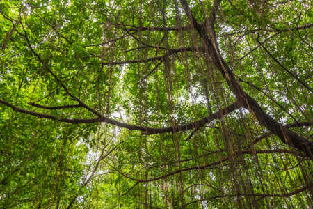 a mango tree in the garden of thailand