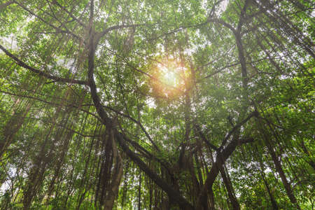 forest banyan tree in the city of Bangkok