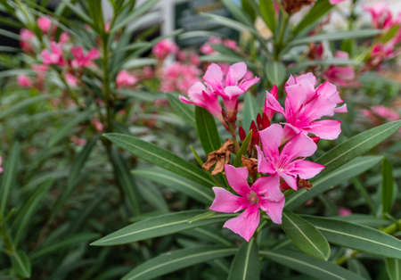 Pink Nerium oleander flowers in the garden