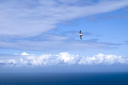 Bird flying over the Cliffs of Moherの写真素材