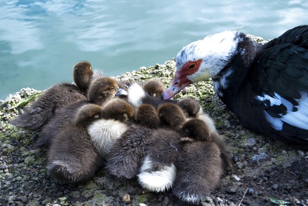 Baby ducks at the shore of the lakeの写真素材